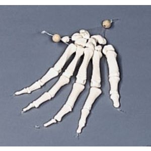 SCHELETRO MANO MOBILE DESTRA