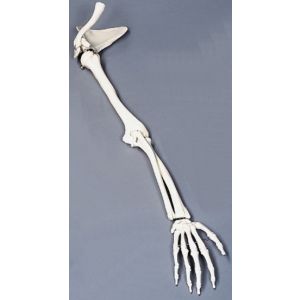 SCHELETRO BRACCIO
