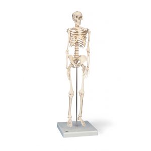 MINI SCHELETRO SHORTY SU BASE