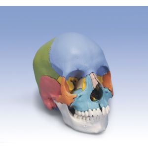 CRANIO SCOMPONIBILE IN 22 PARTI