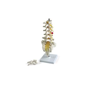 COLONNA LOMBARE C/ERNIA AL DISCO