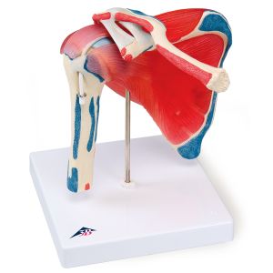 ARTICOLAZIONE SPALLA IN 5 PARTI