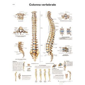 POSTER LA COLONNA VERTEBRALE