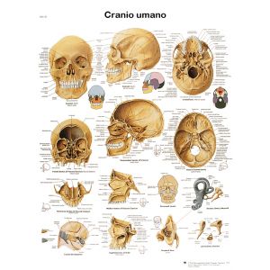 POSTER IL CRANIO UMANO