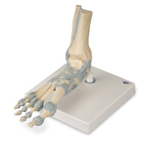 SCHELETRO DI PIEDE CON LEGAMENTI