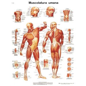 POSTER LA MUSCOLATURA UMANA
