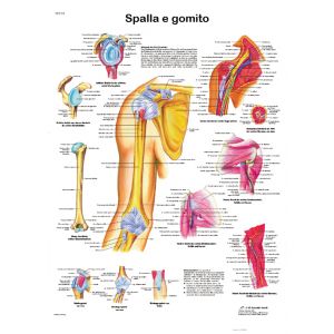 POSTER SPALLA E GOMITO ANATOMIA