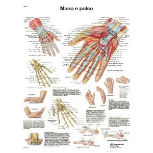POSTER MANO E POLSO ANATOMIA