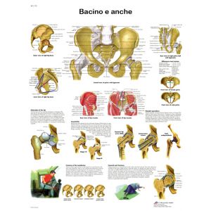 POSTER BACINO E ANCHE