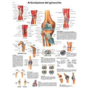 POSTER L'ARTICOLAZIONE GINOCCHIO