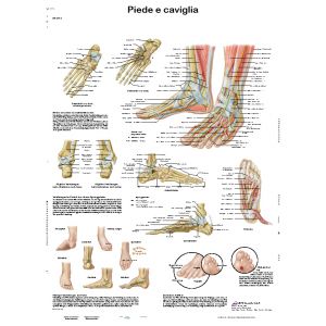 POSTER ARTICOLAZIONI PIEDE CAVIGLIA