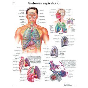 POSTER IL SISTEMA RESPIRATORIO