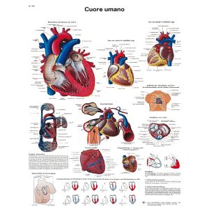 POSTER IL CUORE UMANO