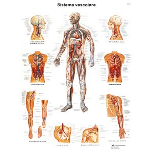 POSTER IL SISTEMA VASCOLARE