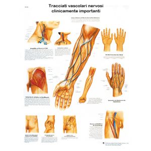 POSTER DECORSI DEI NERVI E VASI SANGUIGNI