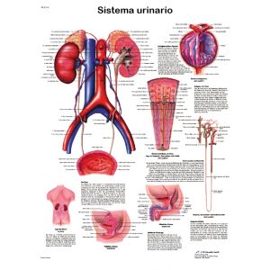 POSTER SISTEMA URINARIO
