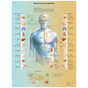 POSTER SISTEMA NERVOSO VEGETATIVO
