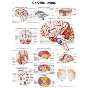 POSTER IL CERVELLO UMANO