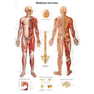 POSTER IL SISTEMA NERVOSO