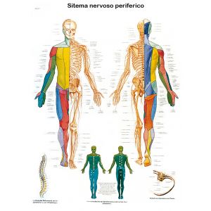 POSTER SISTEMA NERVOSO PERIFERICO